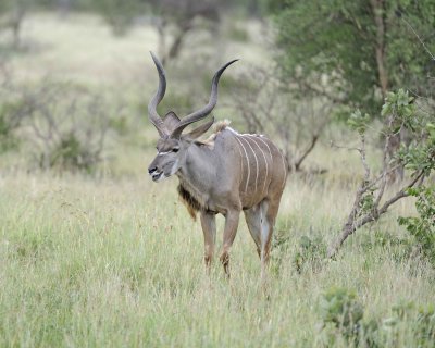 Kudu, Greater, Buck-010213-Kruger National Park, South Africa-#1476.jpg