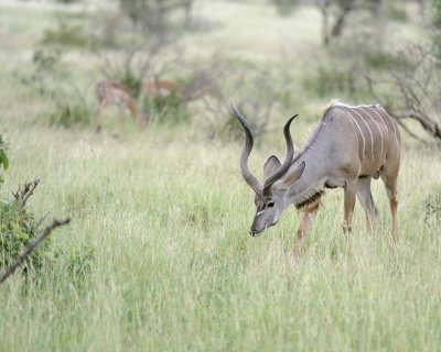 Kudu, Greater, Buck-010213-Kruger National Park, South Africa-#1483.jpg