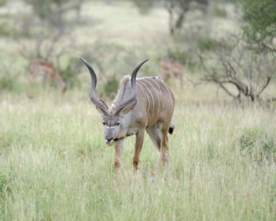 Kudu, Greater, Buck-010213-Kruger National Park, South Africa-#1484.jpg