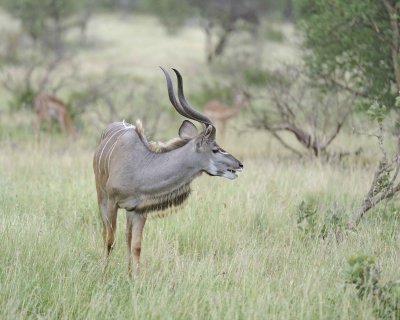 Kudu, Greater, Buck-010213-Kruger National Park, South Africa-#1493.jpg