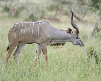 Kudu, Greater, Buck-010213-Kruger National Park, South Africa-#1541.jpg