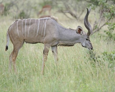 Kudu, Greater, Buck-010213-Kruger National Park, South Africa-#1560.jpg