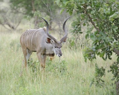 Kudu, Greater, Buck-010213-Kruger National Park, South Africa-#1575.jpg
