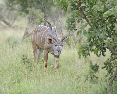 Kudu, Greater, Buck-010213-Kruger National Park, South Africa-#1579.jpg