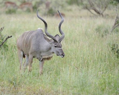 Kudu, Greater, Buck-010213-Kruger National Park, South Africa-#1587.jpg