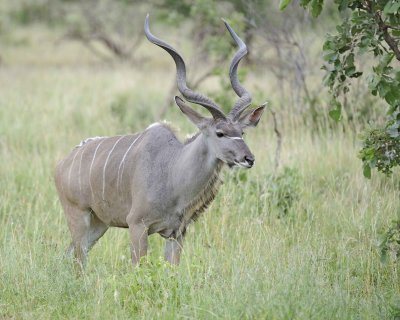 Kudu, Greater, Buck-010213-Kruger National Park, South Africa-#1608.jpg