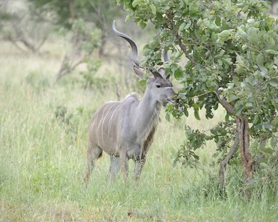 Kudu, Greater, Buck-010213-Kruger National Park, South Africa-#1620.jpg