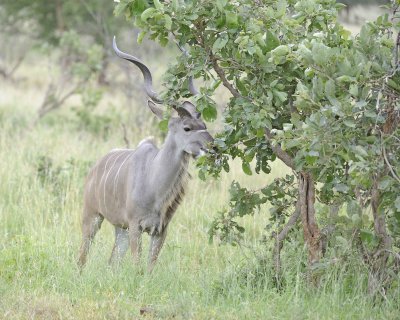Kudu, Greater, Buck-010213-Kruger National Park, South Africa-#1625.jpg