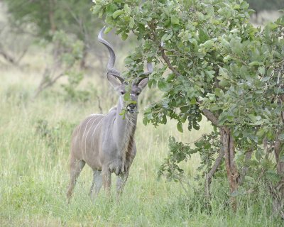 Kudu, Greater, Buck-010213-Kruger National Park, South Africa-#1636.jpg