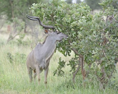 Kudu, Greater, Buck-010213-Kruger National Park, South Africa-#1741.jpg