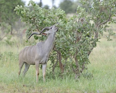 Kudu, Greater, Buck-010213-Kruger National Park, South Africa-#2952.jpg