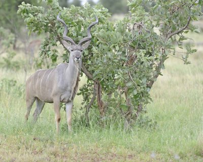 Kudu, Greater, Buck-010213-Kruger National Park, South Africa-#2965.jpg