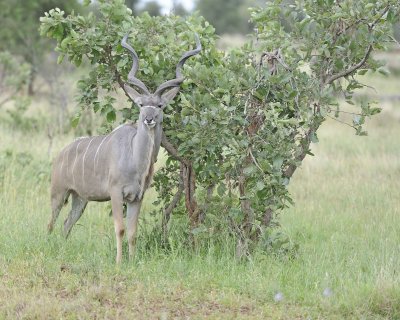 Kudu, Greater, Buck-010213-Kruger National Park, South Africa-#2974.jpg