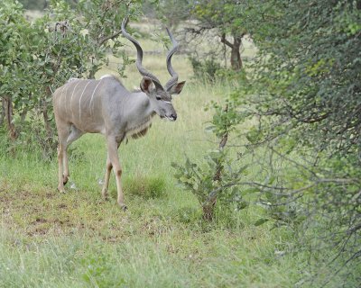 Kudu, Greater, Buck-010213-Kruger National Park, South Africa-#3078.jpg