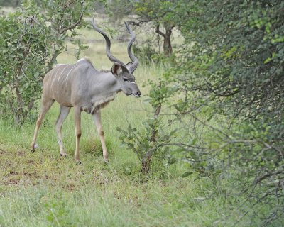 Kudu, Greater, Buck-010213-Kruger National Park, South Africa-#3079.jpg