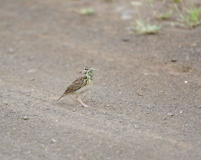 Lark, Sabota, w Preying Mantis-010213-Kruger National Park, South Africa-#0590.jpg