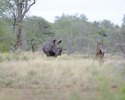 Rhinoceros, White-010213-Kruger National Park, South Africa-#1767.jpg