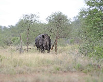 Rhinoceros, White-010213-Kruger National Park, South Africa-#1801.jpg