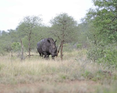 Rhinoceros, White-010213-Kruger National Park, South Africa-#1808.jpg