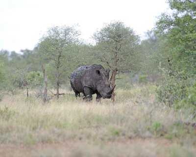 Rhinoceros, White-010213-Kruger National Park, South Africa-#1810.jpg