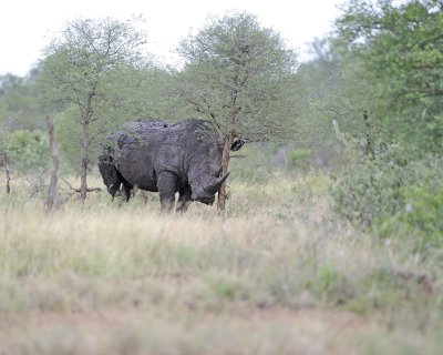 Rhinoceros, White-010213-Kruger National Park, South Africa-#1840.jpg