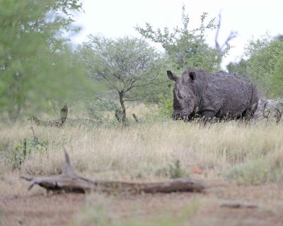 Rhinoceros, White-010213-Kruger National Park, South Africa-#1850.jpg