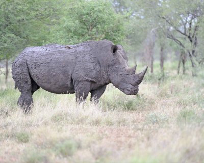 Rhinoceros, White-010213-Kruger National Park, South Africa-#1880.jpg