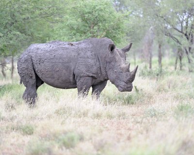 Rhinoceros, White-010213-Kruger National Park, South Africa-#1883.jpg