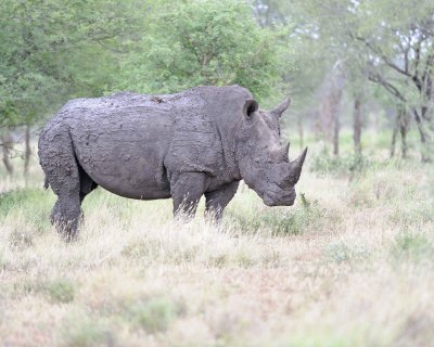 Rhinoceros, White-010213-Kruger National Park, South Africa-#1884.jpg