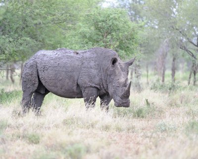 Rhinoceros, White-010213-Kruger National Park, South Africa-#1922.jpg
