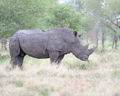 Rhinoceros, White-010213-Kruger National Park, South Africa-#1932.jpg