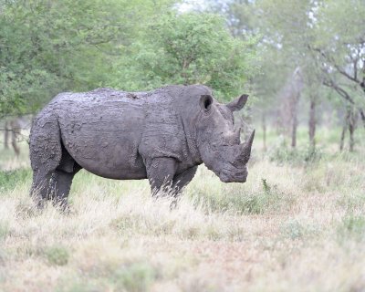 Rhinoceros, White-010213-Kruger National Park, South Africa-#1945.jpg
