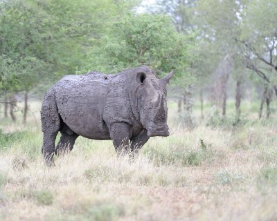 Rhinoceros, White-010213-Kruger National Park, South Africa-#1948.jpg