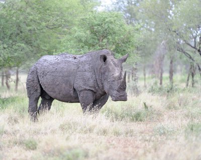 Rhinoceros, White-010213-Kruger National Park, South Africa-#1950.jpg