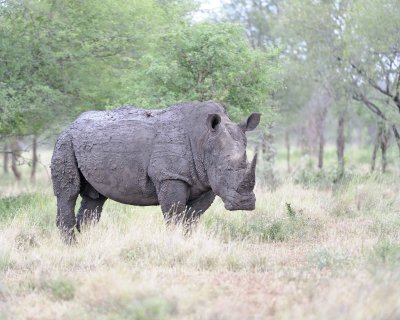Rhinoceros, White-010213-Kruger National Park, South Africa-#1973.jpg