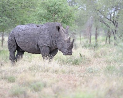 Rhinoceros, White-010213-Kruger National Park, South Africa-#1978.jpg