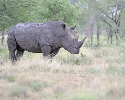 Rhinoceros, White-010213-Kruger National Park, South Africa-#1986.jpg
