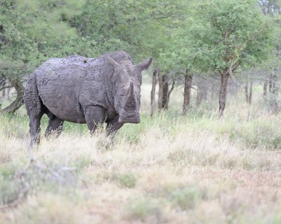 Rhinoceros, White-010213-Kruger National Park, South Africa-#1997.jpg