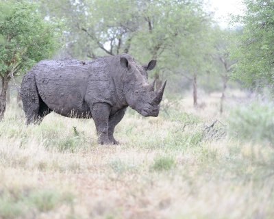 Rhinoceros, White-010213-Kruger National Park, South Africa-#2007.jpg