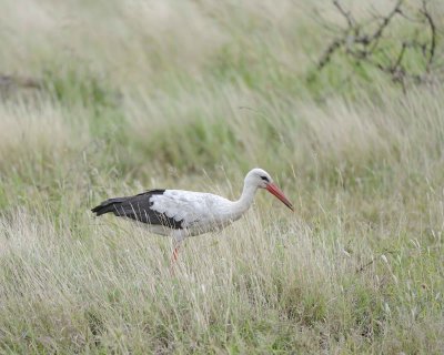 Gallery of White Stork