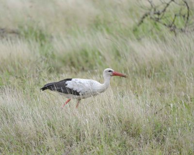 Stork, White, with Grasshoper-010213-Kruger National Park, South Africa-#0151.jpg