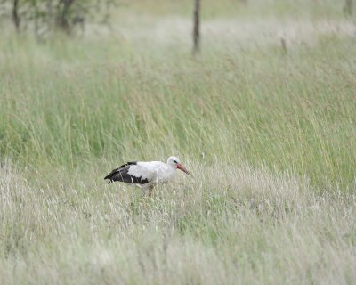 Stork, White-010213-Kruger National Park, South Africa-#0056.jpg
