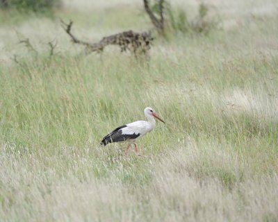 Stork, White-010213-Kruger National Park, South Africa-#0081.jpg