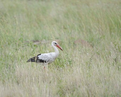 Stork, White-010213-Kruger National Park, South Africa-#0087.jpg
