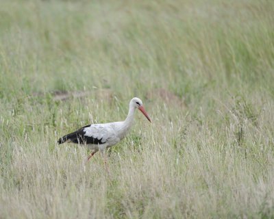 Stork, White-010213-Kruger National Park, South Africa-#0088.jpg