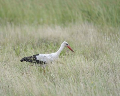 Stork, White-010213-Kruger National Park, South Africa-#0103.jpg