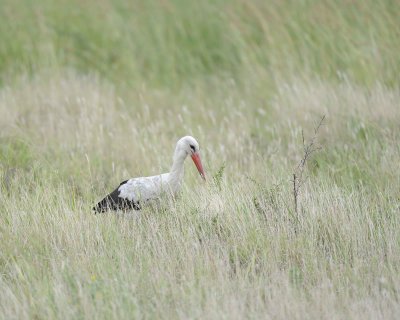 Stork, White-010213-Kruger National Park, South Africa-#0113.jpg