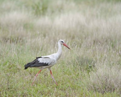 Stork, White-010213-Kruger National Park, South Africa-#0161.jpg
