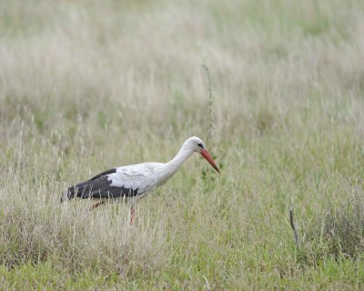 Stork, White-010213-Kruger National Park, South Africa-#0164.jpg
