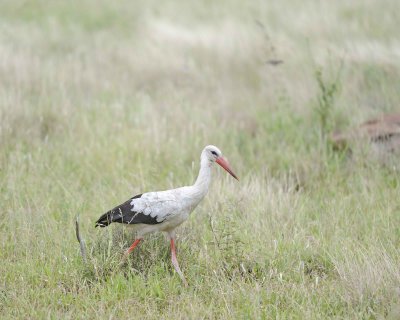 Stork, White-010213-Kruger National Park, South Africa-#0170.jpg